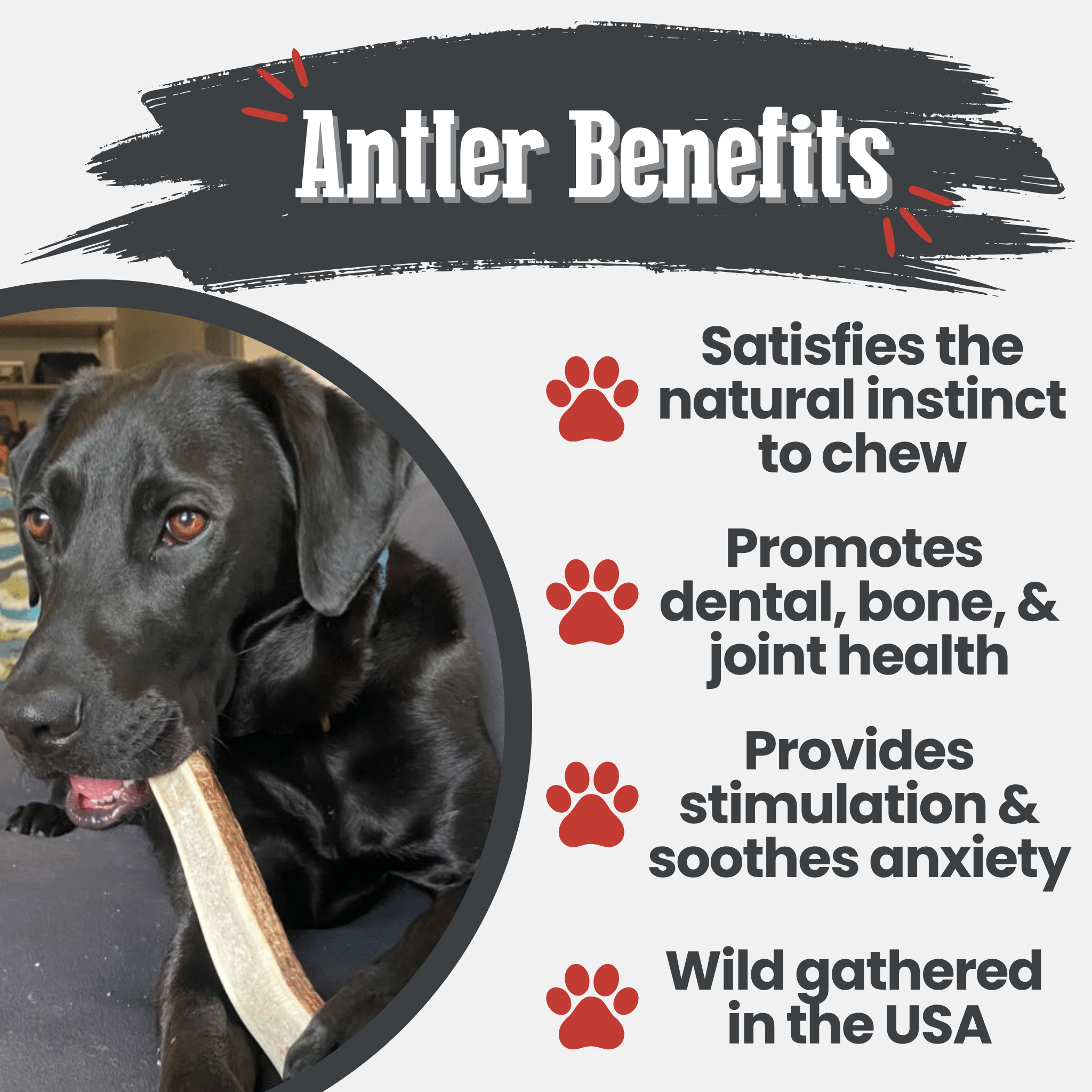 Elk Antler Dog Chews