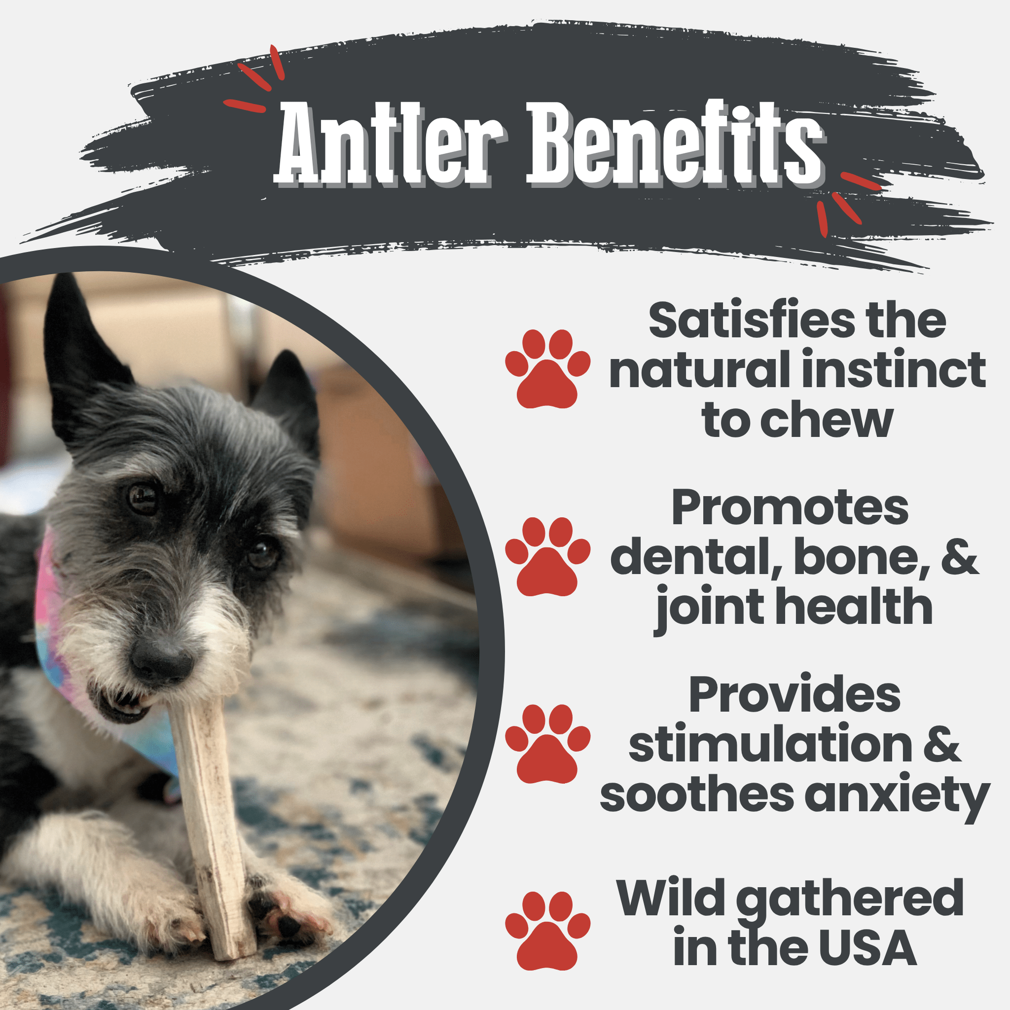 Elk Antler Dog Chews