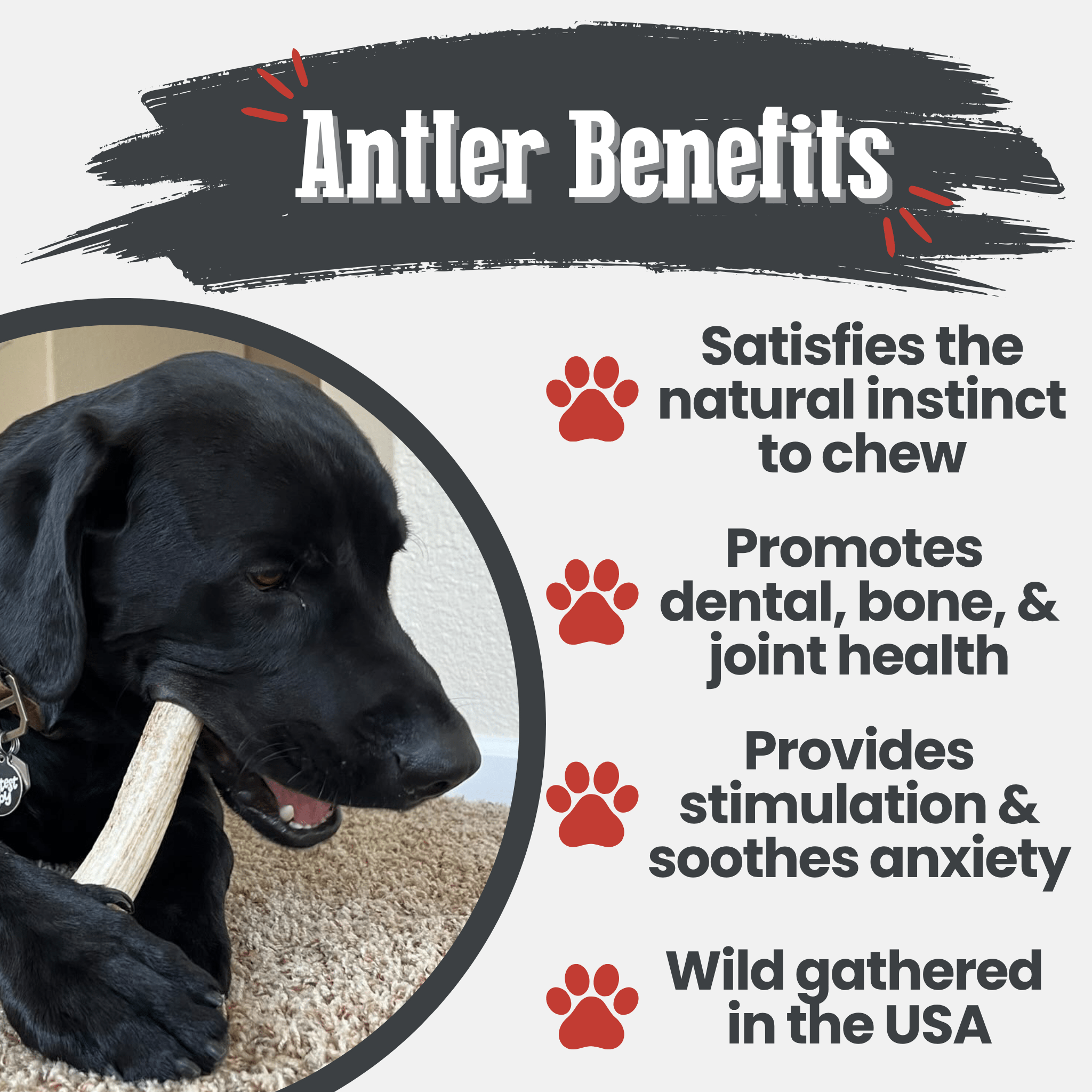 Elk Antler Dog Chews