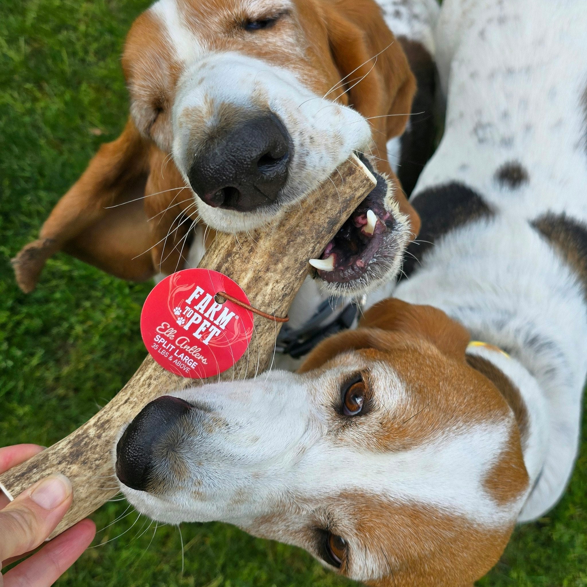 Elk Antler Dog Chews
