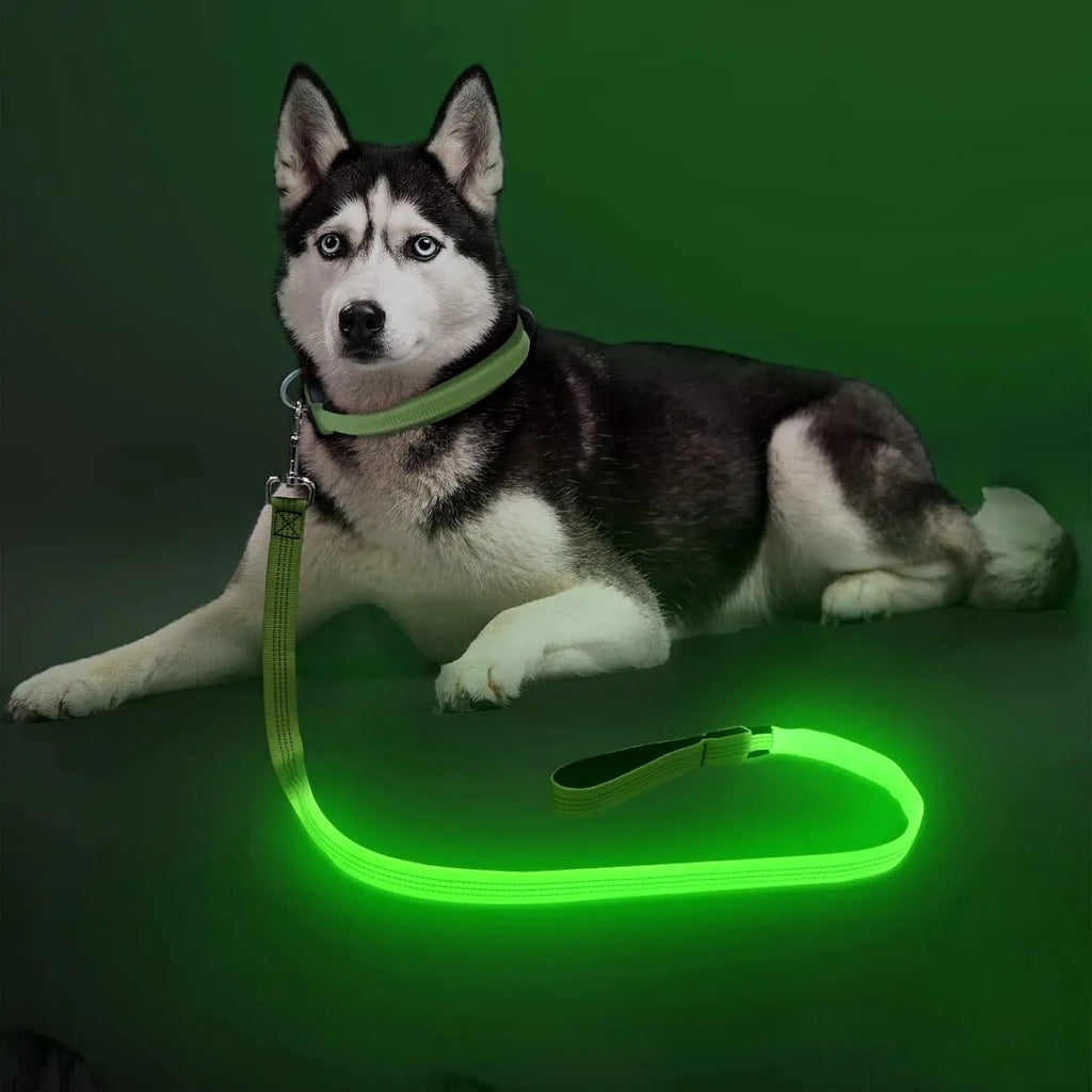 Light Up LED Dog Leash 6FT – USB Rechargeable
