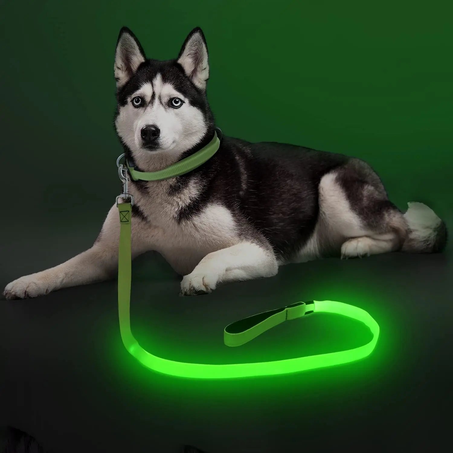 Light Up LED Dog Leash 6FT – USB Rechargeable