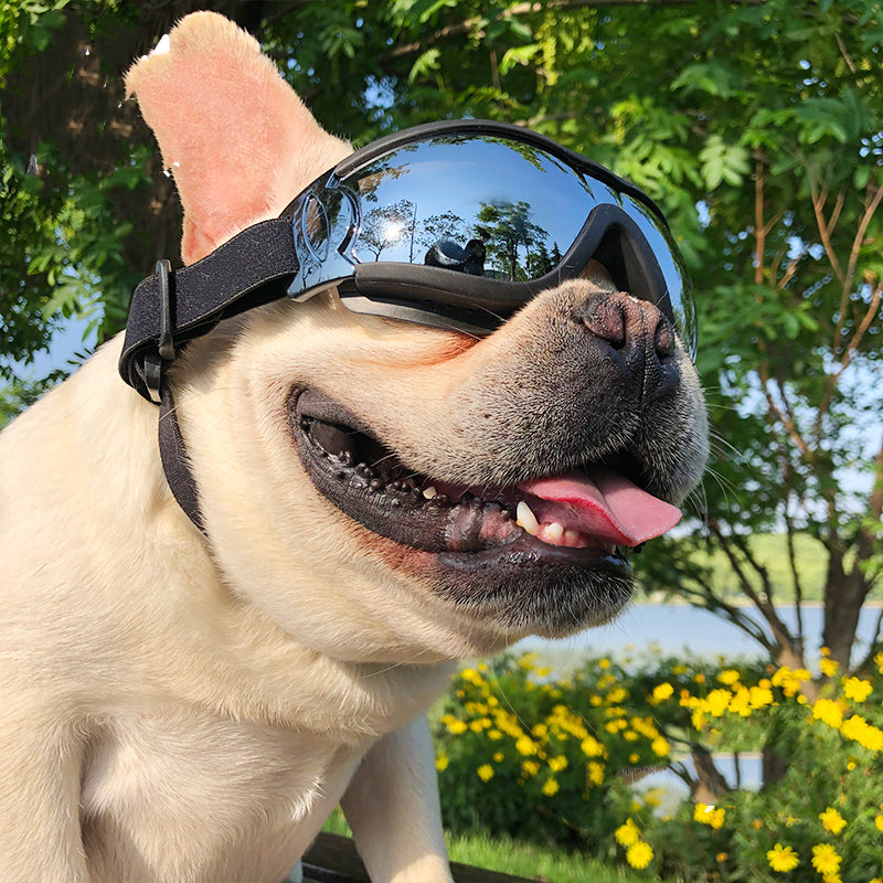 Dog Windproof Goggles